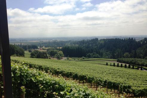 Limousine Wine Tours